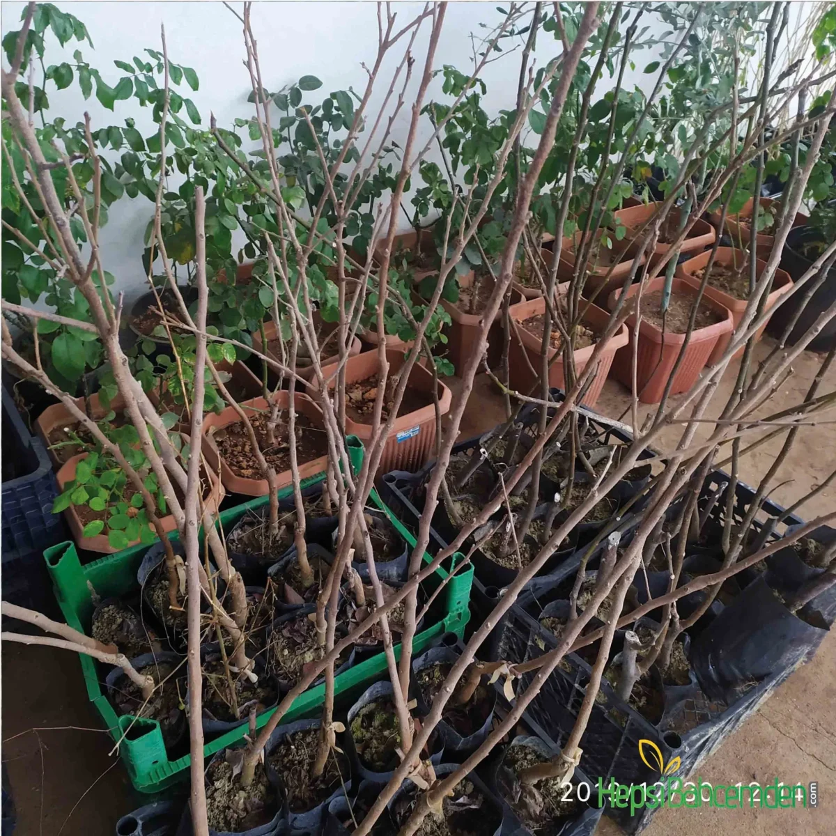 Rojo Brillante Fidan