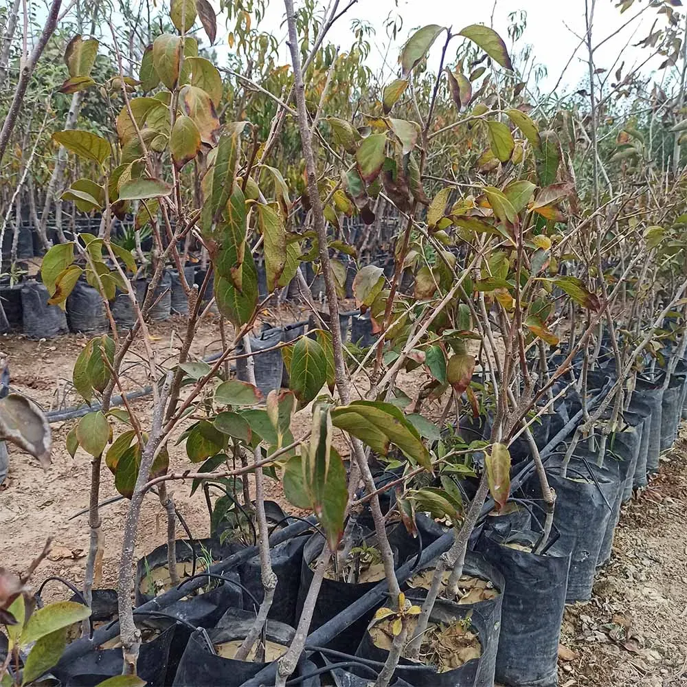 Rojo brillante Fidan